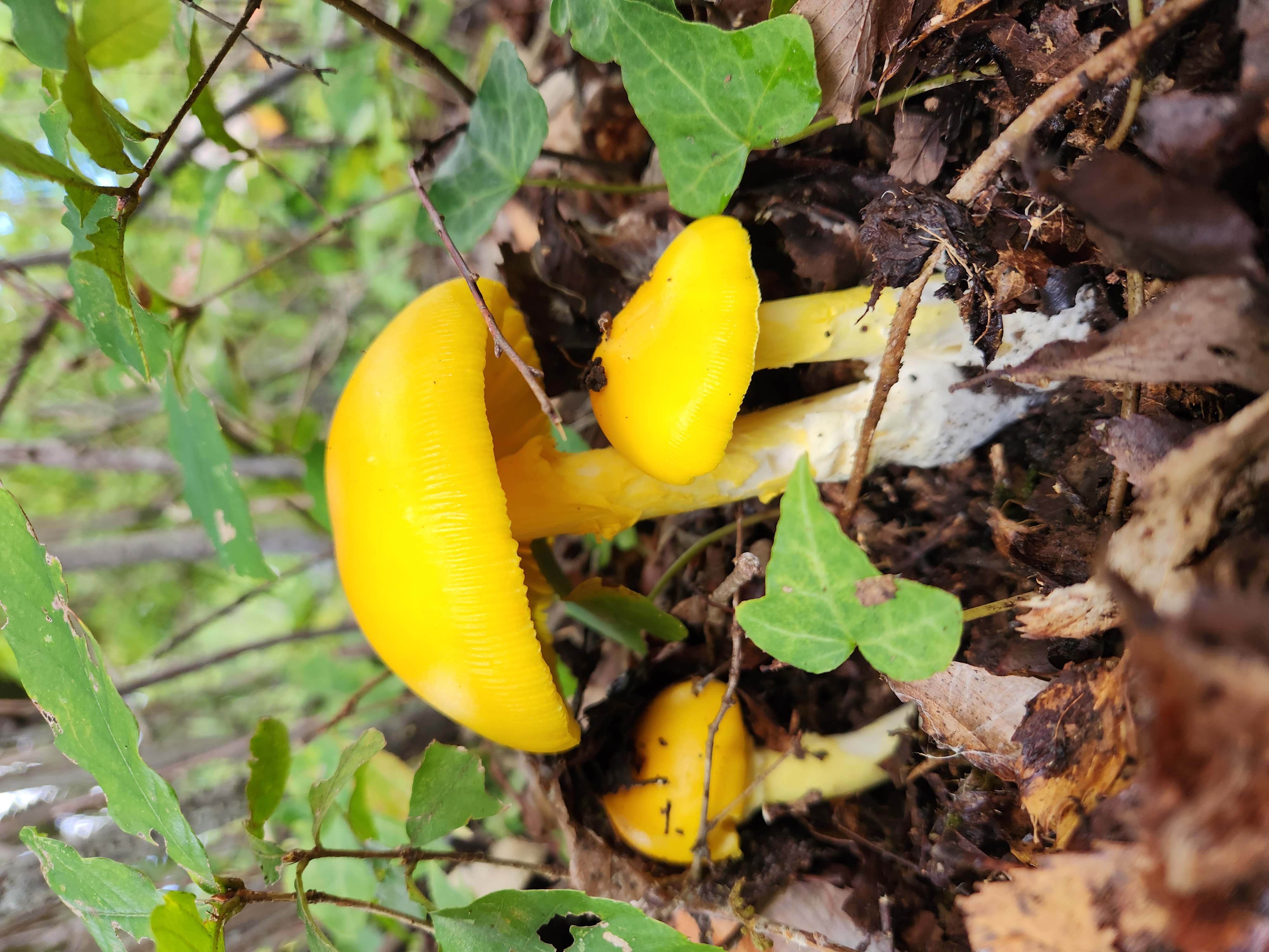 キノコの世界 | 大亜通信工業株式会社